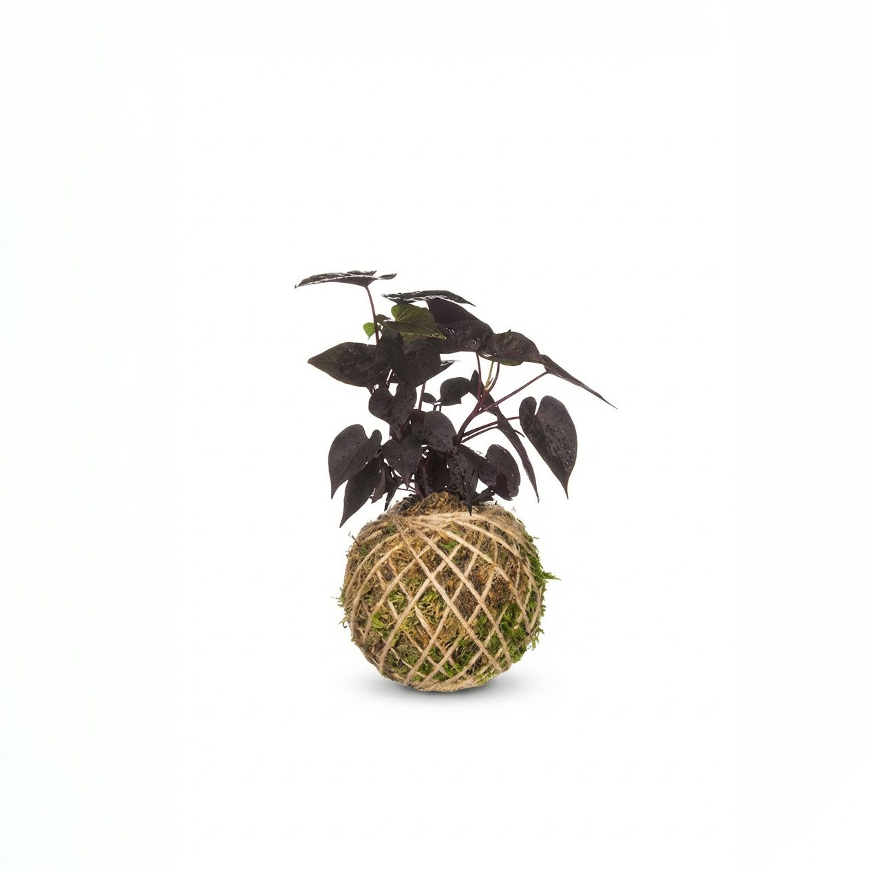 کوکداما اپومیا