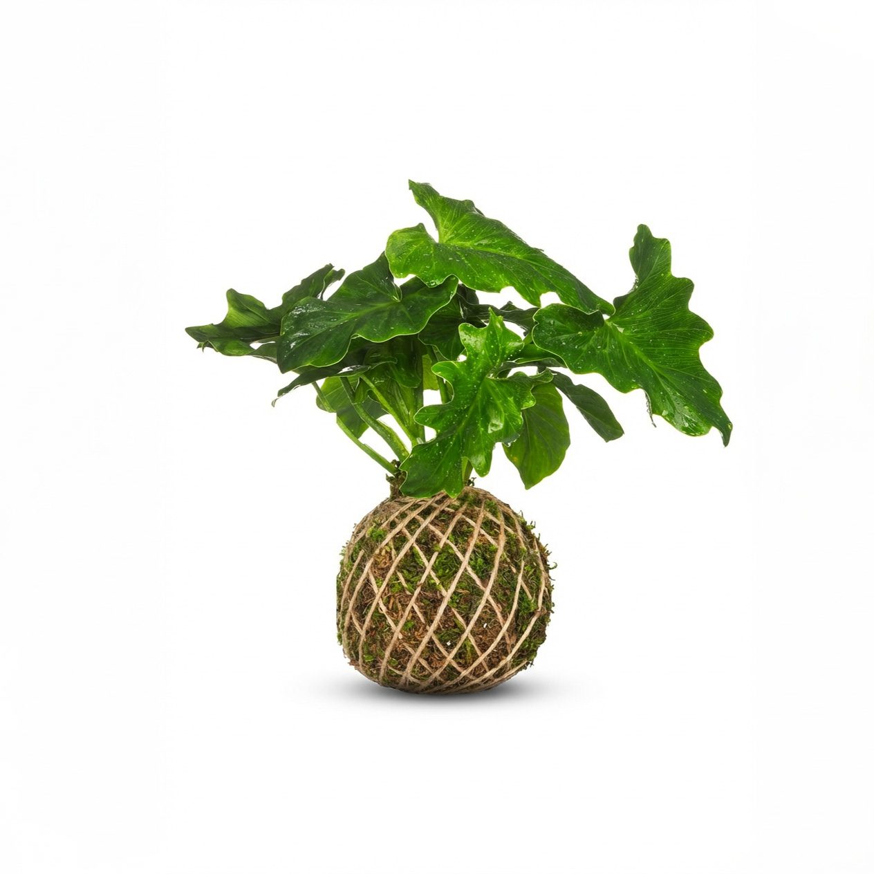 کوکداما برگ انجیری