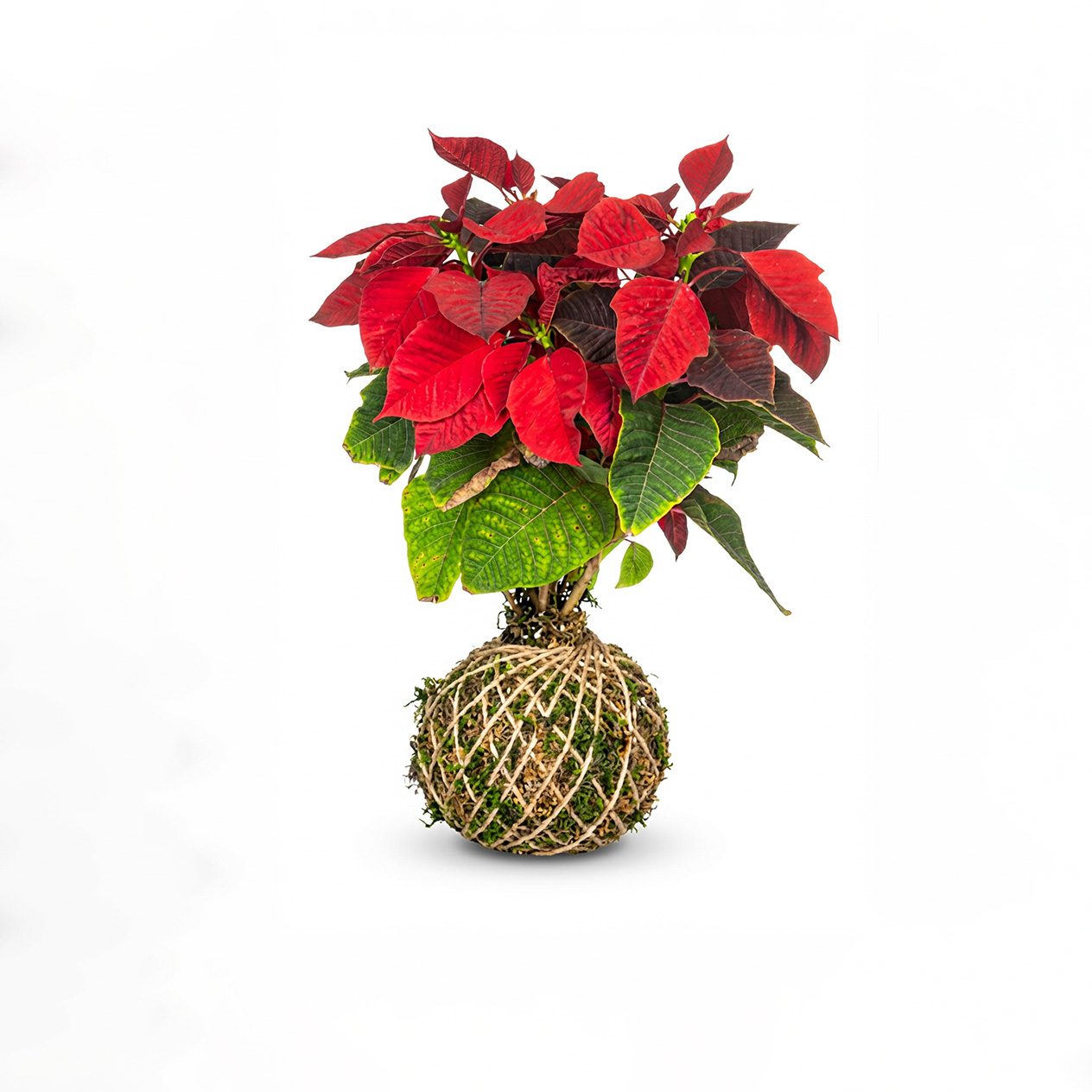 کوکداما بنت قنسول