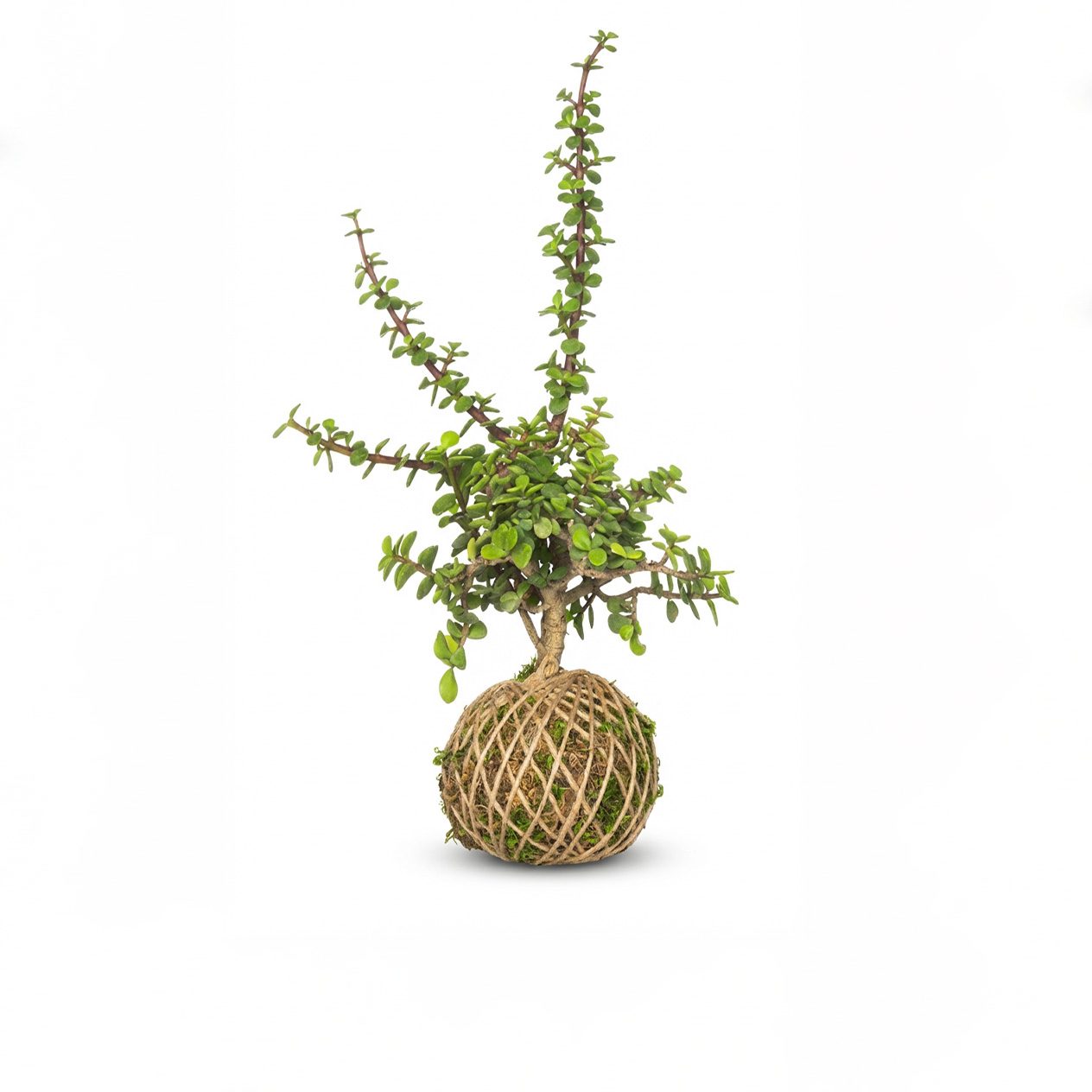 کوکداما خرفه