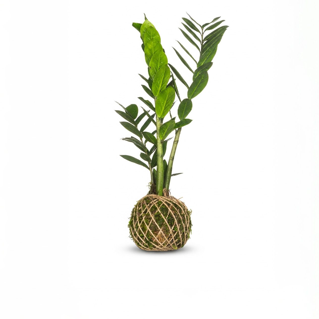 کوکداما زامیفولیا