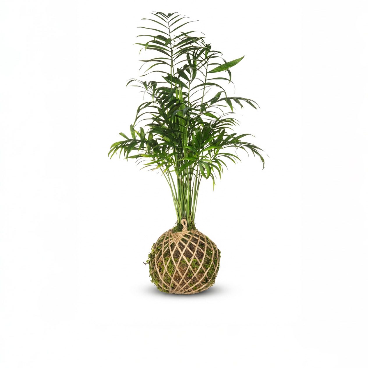 کوکداما شامادورا