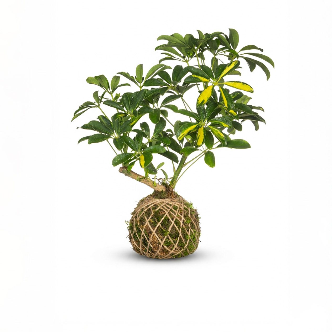 کوکداما شفلرا