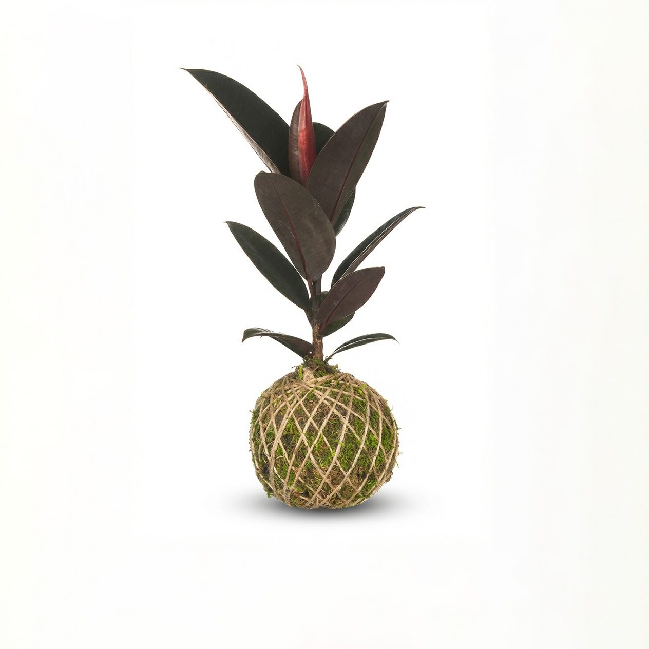 کوکداما فیکوس بلک