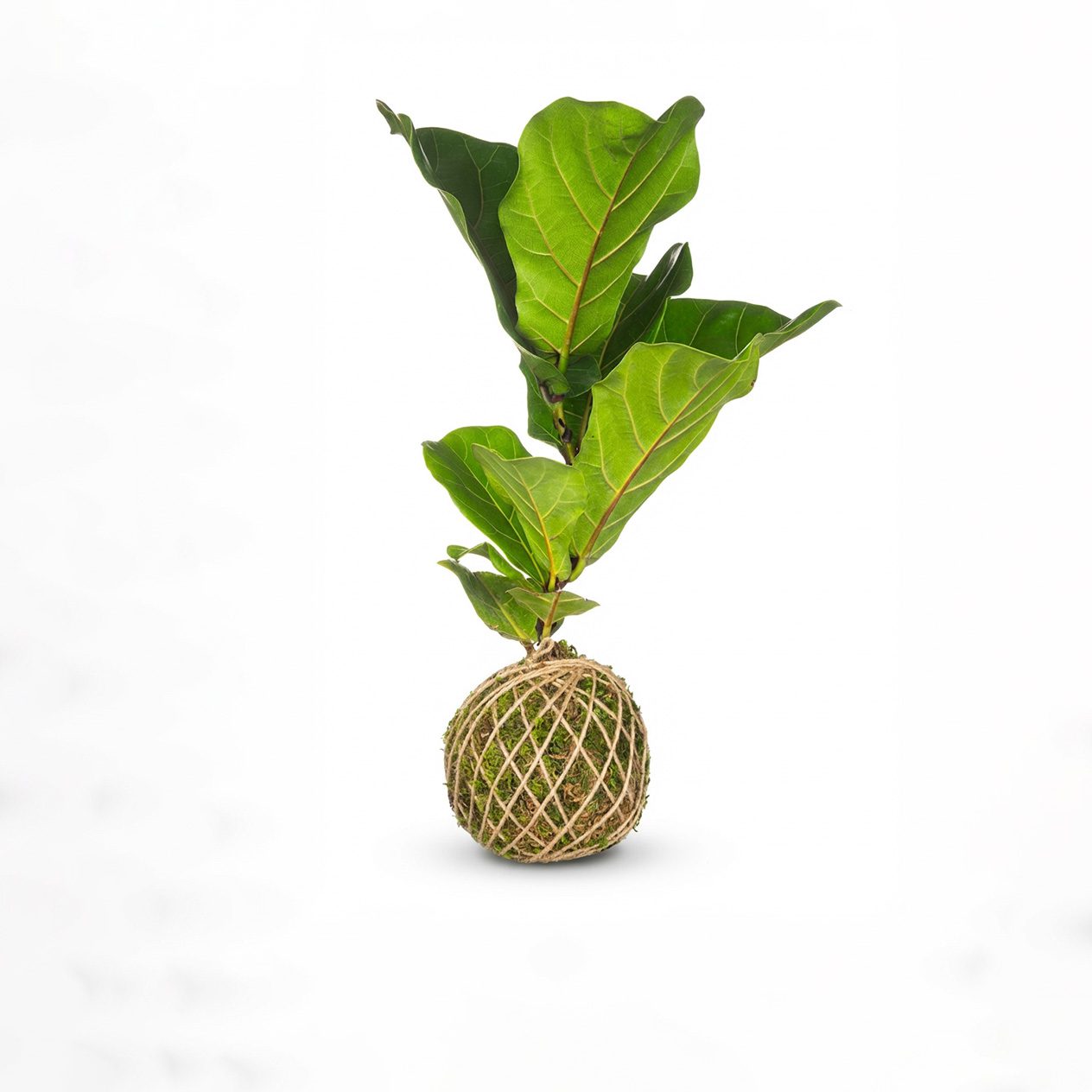 کوکداما فیکوس آفریقایی