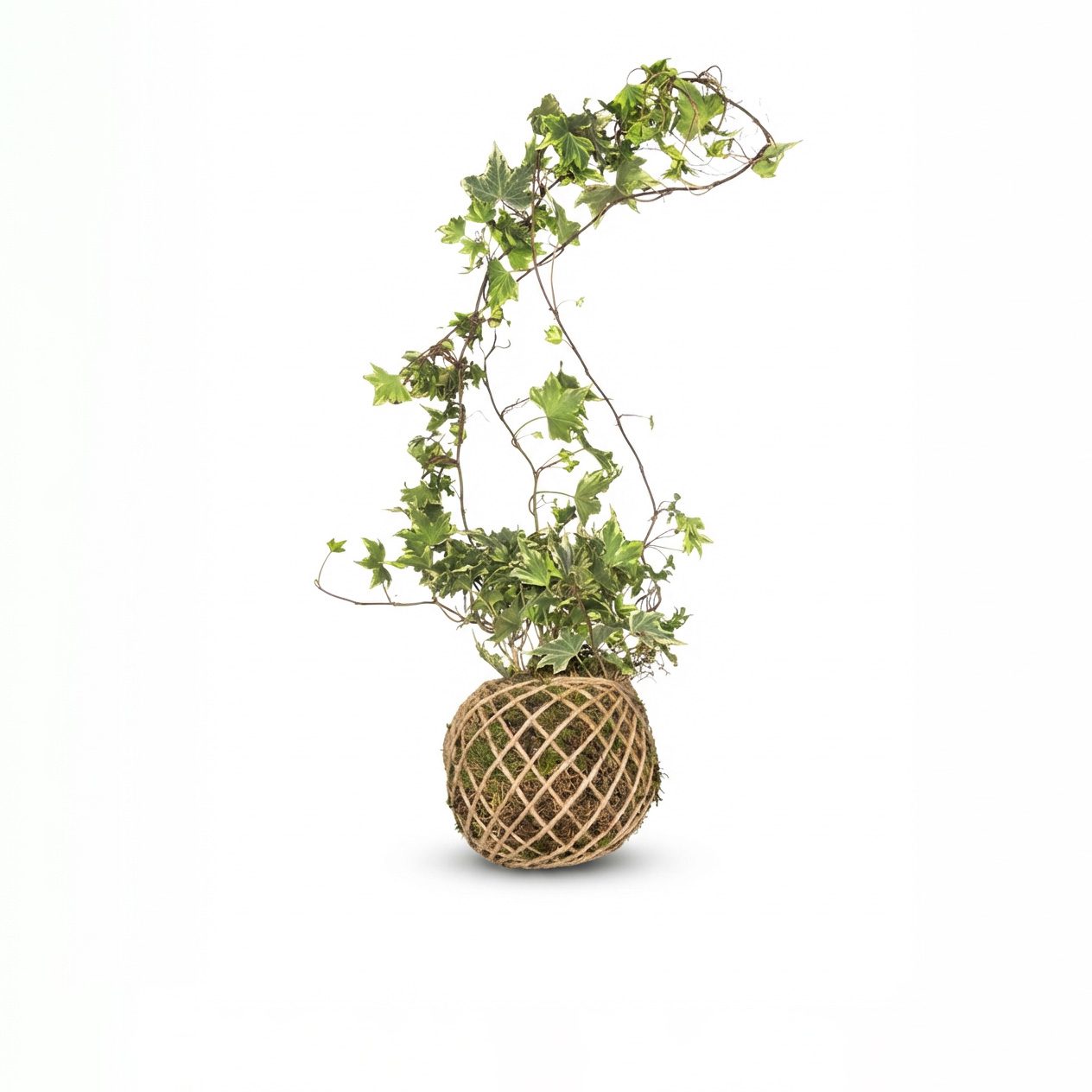 کوکداما هدرا