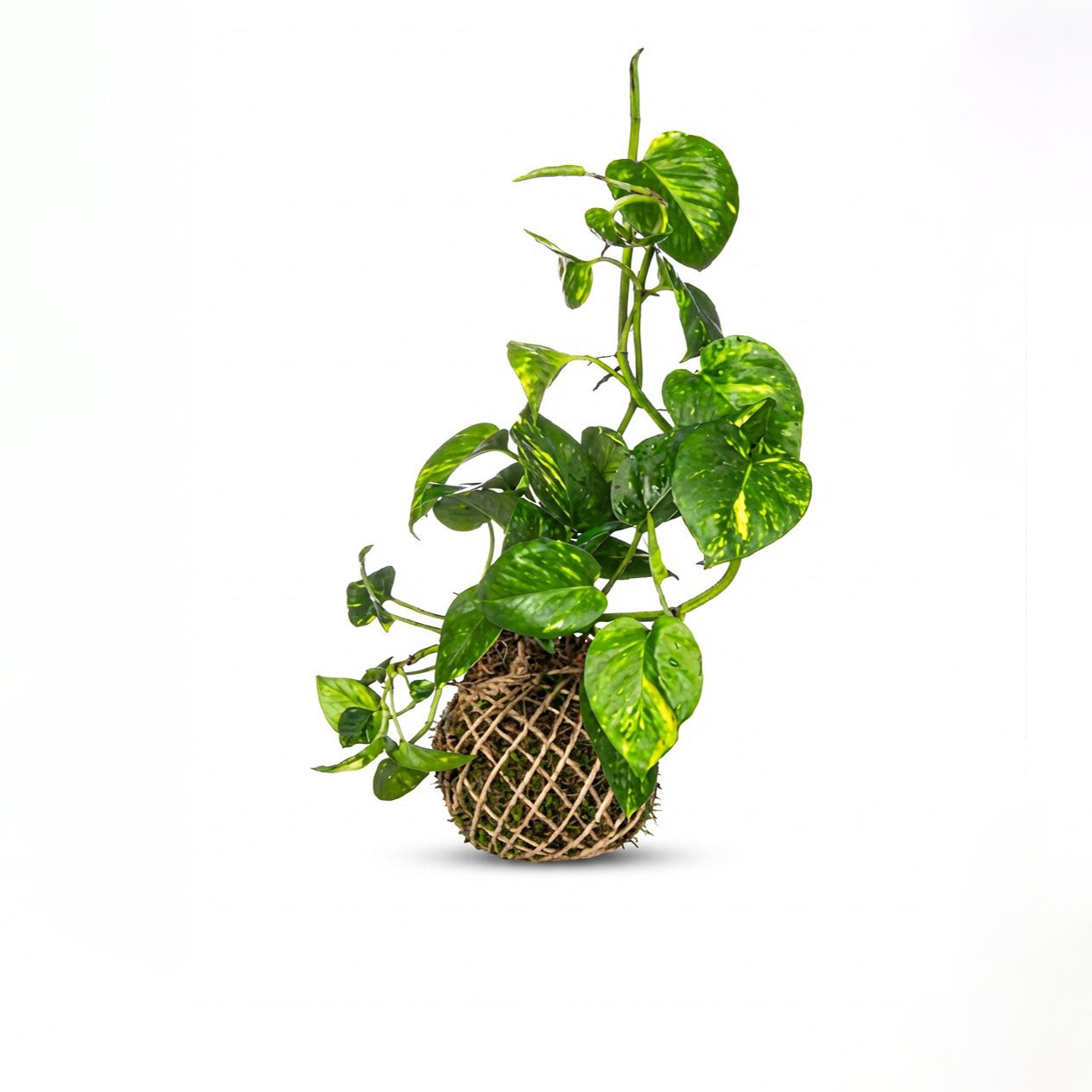 کوکداما پتوس