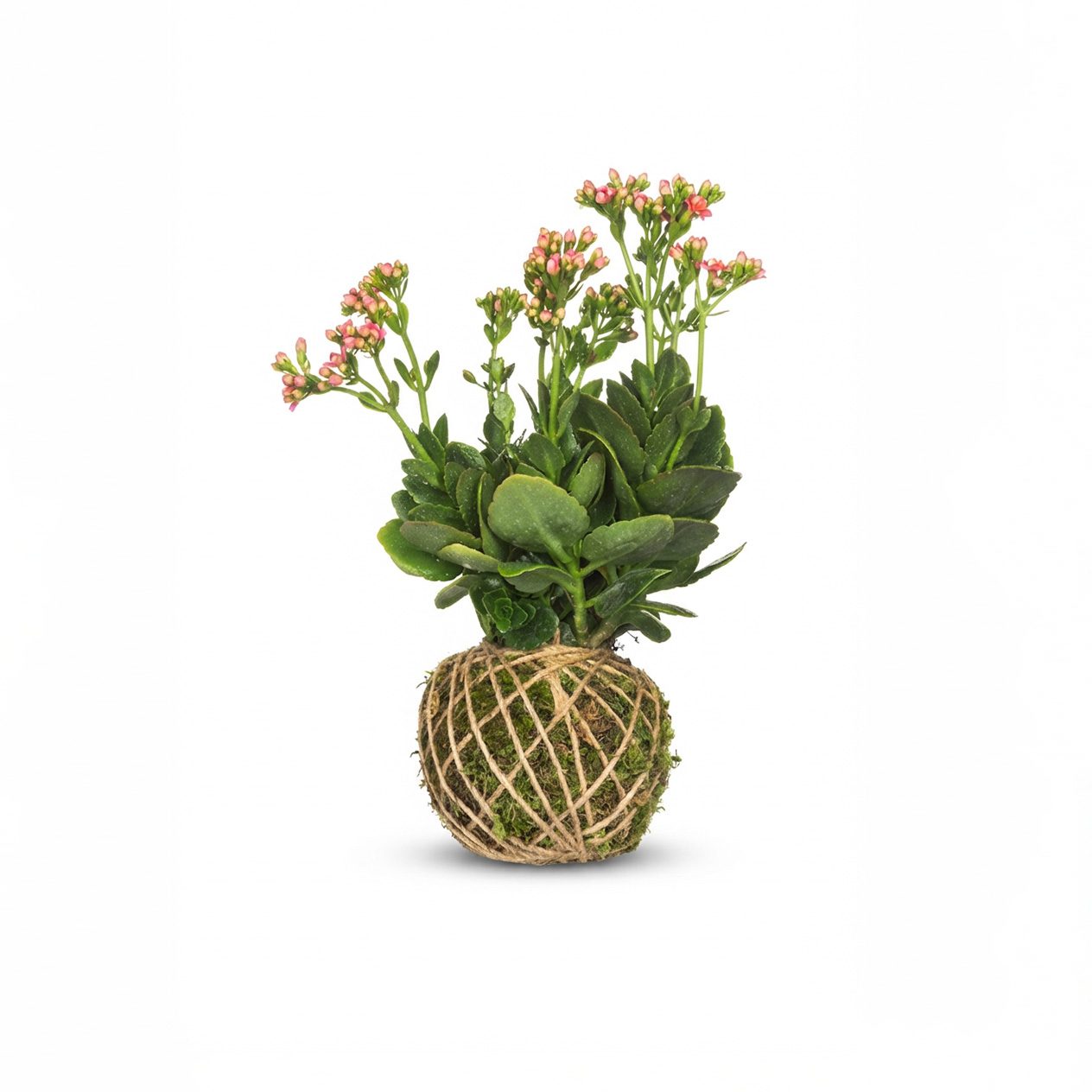 کوکداما کالانکوآ