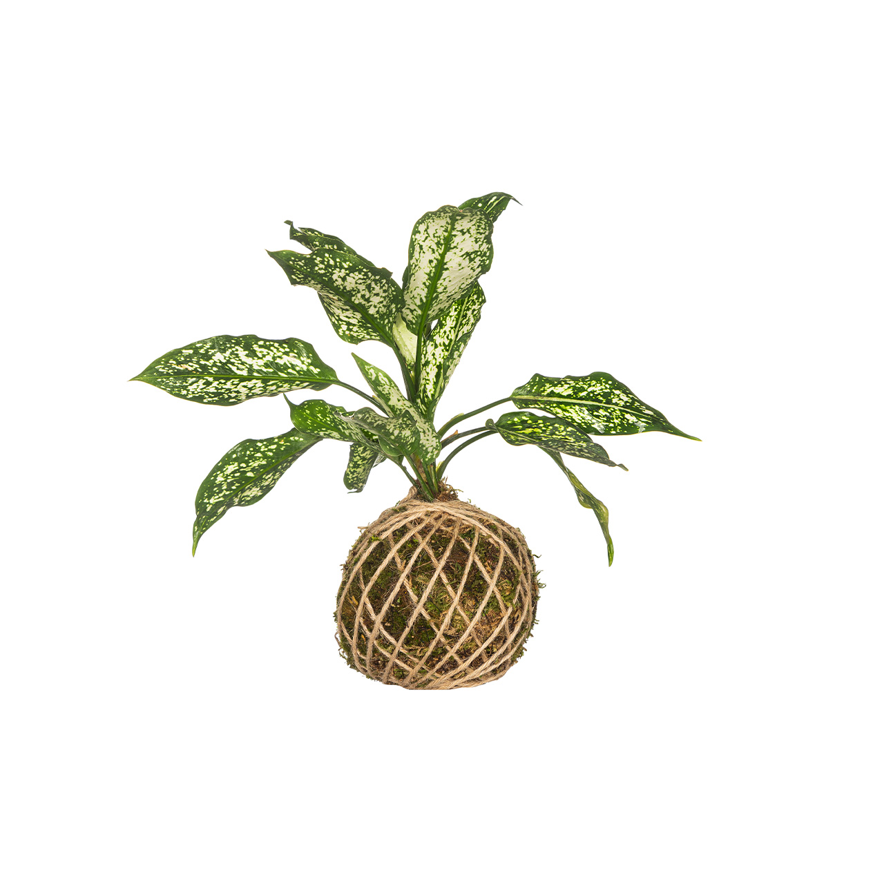 کوکداما آگلونما